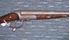 Picture of UNKNOWN 12G BR SECOND HAND SHOTGUN